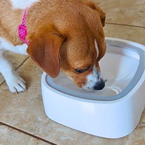 distributeur eau chien