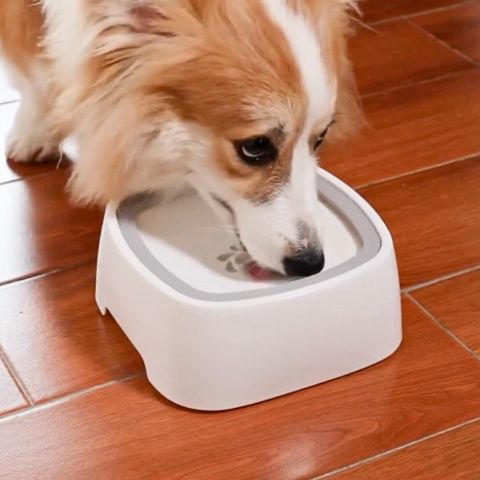 distributeur eau chien