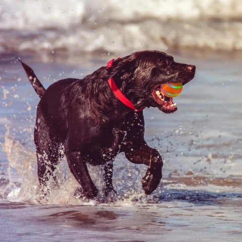 balle-pour-chien-eau