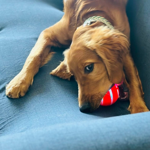 balle-pour-chien