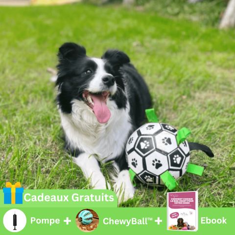 BALLON POUR CHIEN | Champion Dog™