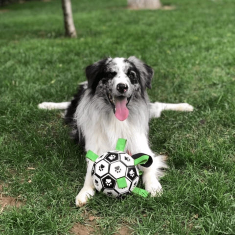 BALLON POUR CHIEN | Champion Dog™