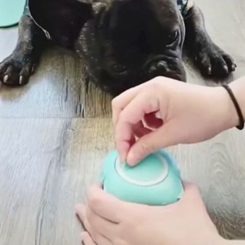 brosse de bain pour chien