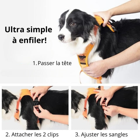 HARNAIS FUTÉ 2 EN 1™ | Harnais avec laisse rétractable intégrée