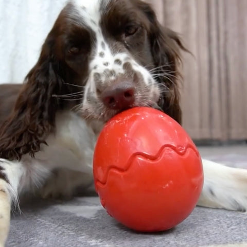 MAGIC EGG™ | Jouet hyper solide pour chien