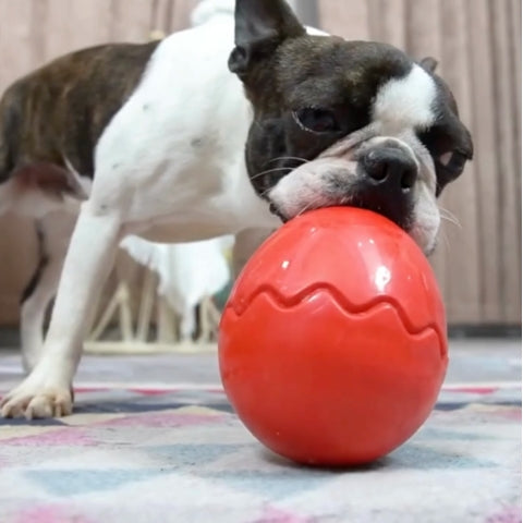 MAGIC EGG™ | Jouet hyper solide pour chien