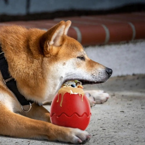 MAGIC EGG™ | Jouet hyper solide pour chien