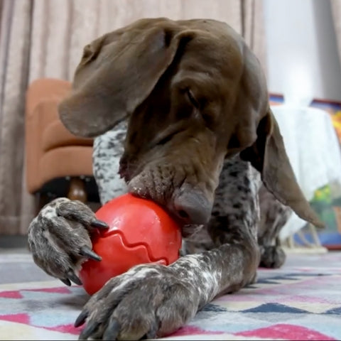 MAGIC EGG™ | Jouet hyper solide pour chien