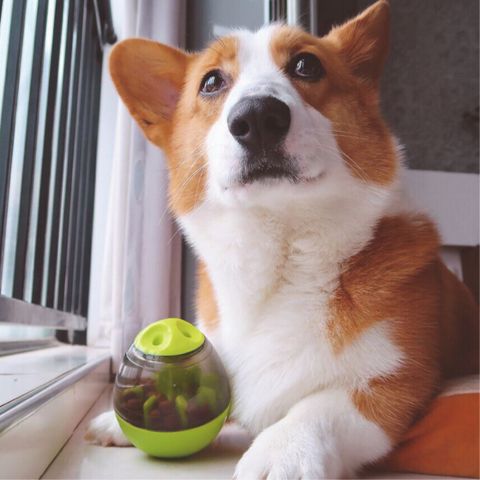 jouet-pour-chien-jaune-corgi