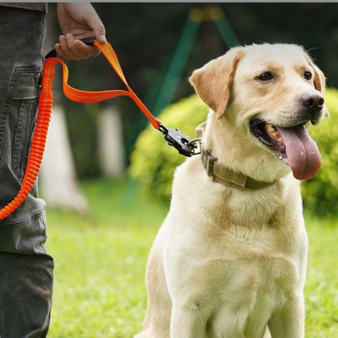 LAISSE POUR CHIEN | Smart Leash™