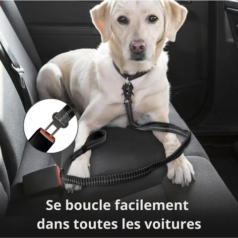 LAISSE POUR CHIEN | Smart Leash™