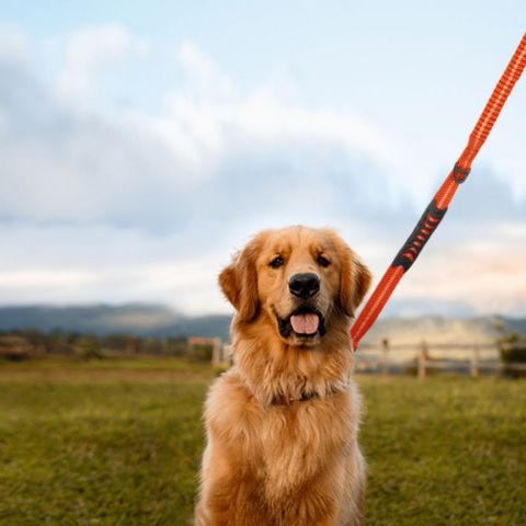 LAISSE POUR CHIEN | Smart Leash™