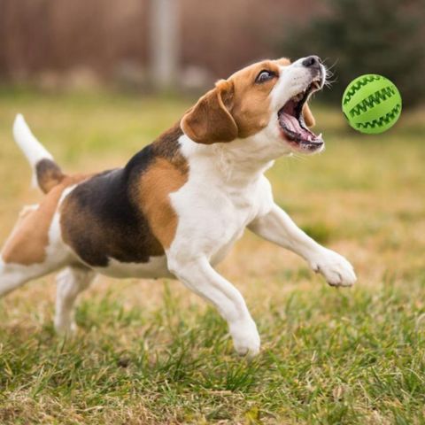 balle pour chien