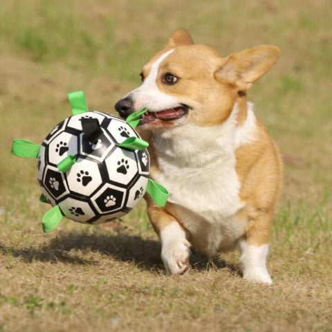 BALLON POUR CHIEN  |  Champion Dog™