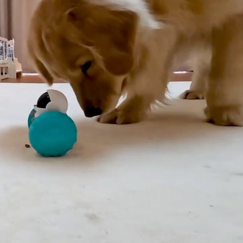 distributeur-de-croquettes-pour-chien-lab