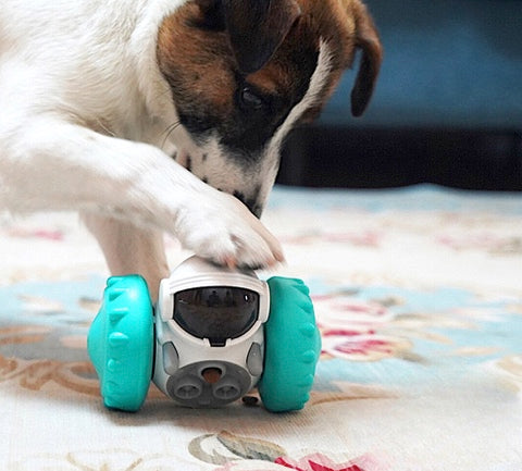 distributeur-de-croquettes-pour-chien-turquoise